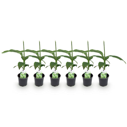 Buitenplant 6x Musa Basjoo - Winterhard - Pot Ø 12cm Hoogte ↕ 30cm