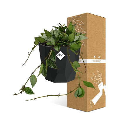 Kamerplant - Hoya Krohniana Eskimo - Pot Ø 14cm