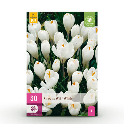 Buitenplant 30x Crocus White - Bloeiend - Bolmaat 7/8