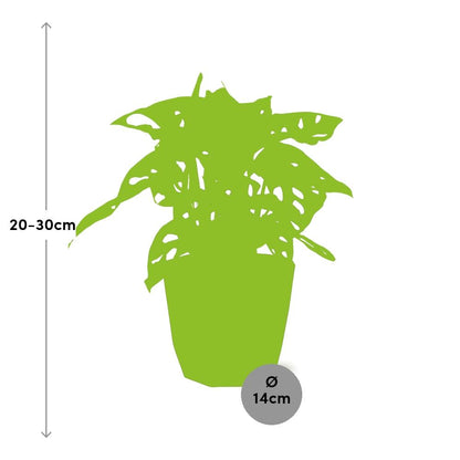 Kamerplant - Monstera 'Monkey Leaf' - Pot Ø 14cm
