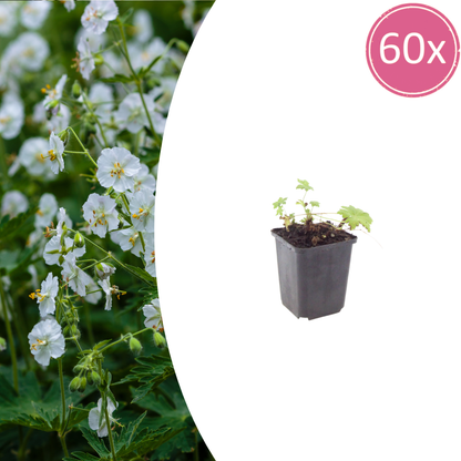 60x Geranium macr. 'White Ness' - ↕10-25cm - Ø9cm