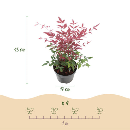Buitenplant 2x Nandina Duo - Groenblijvend - Pot Ø 17cm Hoogte ↕ 45cm