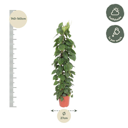 Kamerplant - Philodendron Scandens Gaasrek - Pot Ø 27cm Hoogte ↕ 150cm