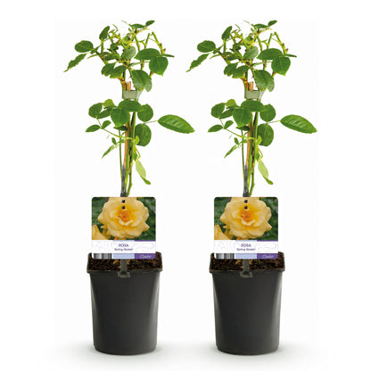 Buitenplant 2x Rosa 'Spring Queen' - Klimroos - Bloeiend - Pot Ø 11cm Hoogte ↕ 40cm