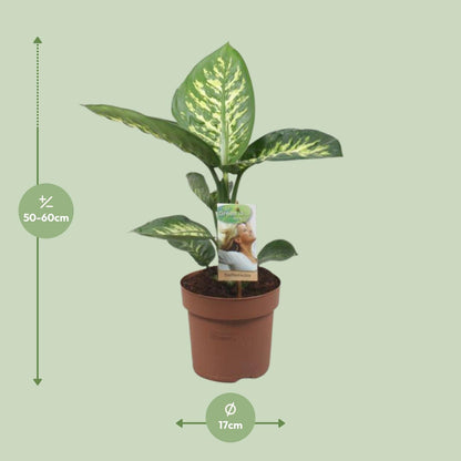 Kamerplant - Dieffenbachia Tropic Snow - Pot Ø 17cm Hoogte ↕ 60cm