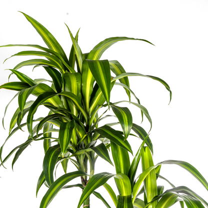 XL kamerplant - Dracaena Deremensis 'Hawaiian Sunshine' - Luchtzuiverend - Pot Ø 27cm Hoogte ↕ 170-190cm