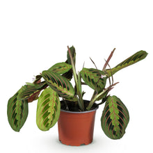Green boutiQ - Kamerplant - Maranta Fascinator Tricolour - Gebedsplant - Huisdiervriendelijke Plant - Groen - 1 Plant - Pot 12cm - Hoogte 25cm