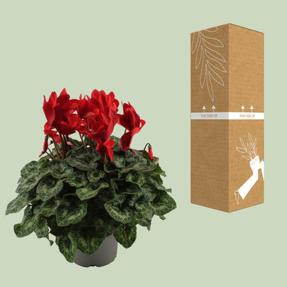 Kamerplant - Cyclaam Rood - Bloeiend - Pot Ø 17cm Hoogte ↕ 40cm