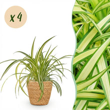 Kamerplant 4x Chlorophytum comosum Variegatum - Pot Ø 12cm Hoogte ↕ 20cm