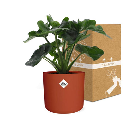 Kamerplant - Philodendron Atom - Pot Ø 14cm