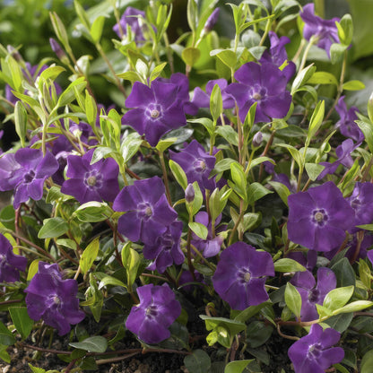 Buitenplant 60x Vinca minor 'Atropurpurea' - Pot Ø 9cm Hoogte ↕ 10-25cm