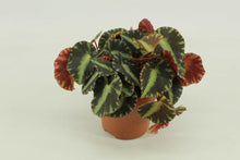Kamerplant - Begonia Cleopatra - Pot Ø 10,5cm Hoogte ↕ 15cm