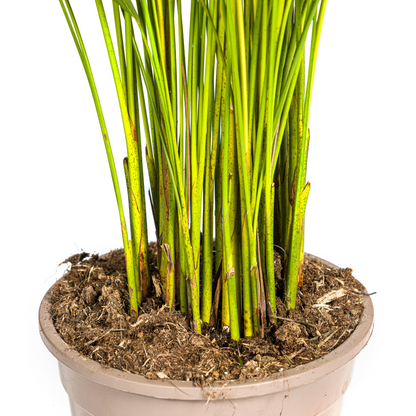 XL kamerplant - Dypsis Areca Lutescens - Pot Ø 21cm Hoogte ↕ 100-120cm