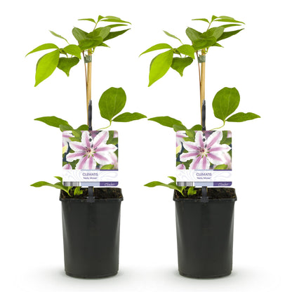 Buitenplant 2x Clematis Nelly Moser - Bloeiend - Pot Ø 11cm Hoogte ↕ 40cm