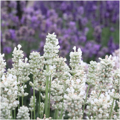 Buitenplant 12x Lavendel angustifolia White - Bloeiend - Pot Ø 7cm Hoogte ↕ 15cm