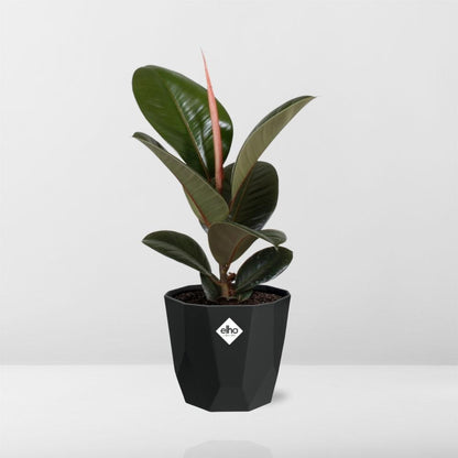 Kamerplant - Ficus Elastica 'Robusta' - Pot Ø 14cm