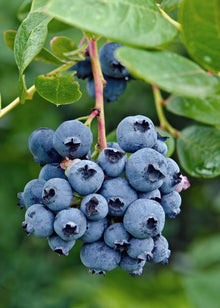 Buitenplant - Vaccinium corymbosum 'Reka' - Blauwe bes - Pot Ø 13cm Hoogte ↕ 45cm