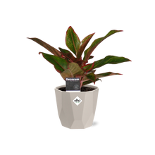 Kamerplant - Aglaonema Crete - Inclusief sierpot - Pot Ø 14cm