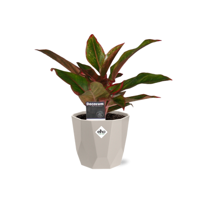 Kamerplant - Aglaonema Crete - Inclusief sierpot - Pot Ø 14cm