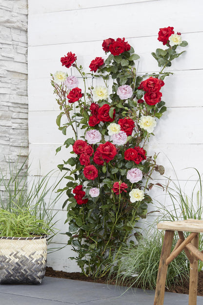 Buitenplant - Rosa Crazy in Love 'Pink' - Roze Roos - Bloeiend - Pot Ø 15cm Hoogte ↕ 65cm