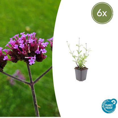 Buitenplant 6x Verbena bon. 'Lollipop' - Bloeiend - Pot Ø 9cm Hoogte ↕ 10-25cm