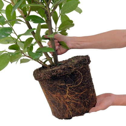 Buitenplant 20x Laurierkers Rotundifolia - Haagsortiment - Pot 15L Hoogte ↕ 125-150cm