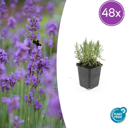 Buitenplant 48x Lavandula ang. 'Munstead' - Bloeiend - Pot Ø 9cm Hoogte ↕ 10-25cm