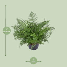 Kamerplant - Asplenium Parvati - Pot Ø 23cm Hoogte ↕ 55cm