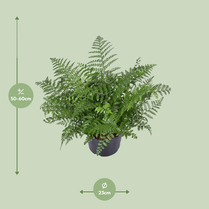 Kamerplant - Asplenium Parvati - Pot Ø 23cm Hoogte ↕ 55cm