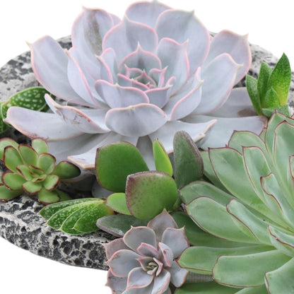 Kamerplant - Echeveria Mini Mix Box - Zonder Wortels