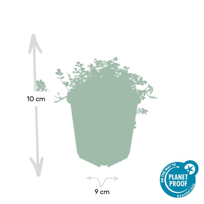 Buitenplant 24x Acaena microphylla 'Kupferteppich' - Pot Ø 9cm Hoogte ↕ 10-25cm