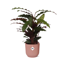 Kamerplant - Calathea Rufibarba 'Tropistar' - Pot Ø 14cm