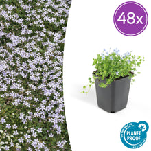 Buitenplant 48x Isotoma fluviatilis - Pot Ø 9cm Hoogte ↕ 10-25cm