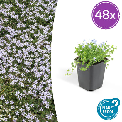 Buitenplant 48x Isotoma fluviatilis - Pot Ø 9cm Hoogte ↕ 10-25cm
