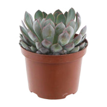 Kamerplant - Echeveria Pelisuda - Pot Ø 17cm Hoogte ↕ 30cm