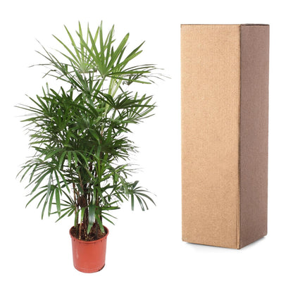 Kamerplant - Rhapis Excelsa - Pot Ø 34cm Hoogte ↕ 190cm