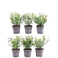 Buitenplant 6x Euonymus fortunei 'Emerald Gold' - Winterhard - Pot Ø 9cm Hoogte ↕ 10-25cm