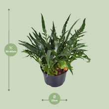 Kamerplant - Aglaomorpha Coronans - Pot Ø 23cm Hoogte ↕ 60cm