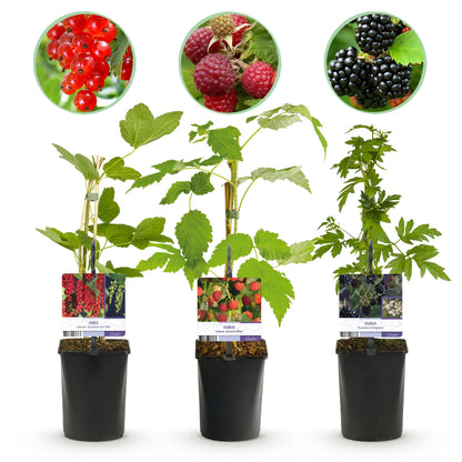 Buitenplant 3x Fruitplanten mix - Rode Bes, Rode Framboos, Zwarte Braam - Pot Ø 11cm Hoogte ↕ 40cm