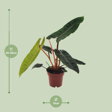 Kamerplant - Philodendron Billietiae - Pot Ø 12cm Hoogte ↕ 25cm