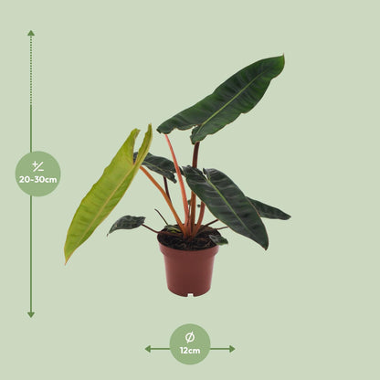 Kamerplant - Philodendron Billietiae - Pot Ø 12cm Hoogte ↕ 25cm