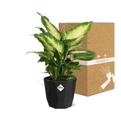 Kamerplant - Dieffenbachia 'Camilla' - Pot Ø 14cm