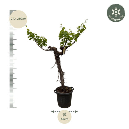 Buitenplant - Druivenboom Vitis Vinifera stam vertakt - Pot Ø 55cm Hoogte ↕ 220cm