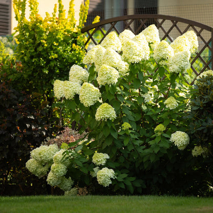 Buitenplant 3x Hydrangea panniculata 'Limelight' - Bloeiend - Pot Ø 17cm Hoogte ↕ 50cm