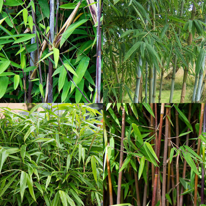 Buitenplant 4x Fargesia 'Rainbow' Mix - Bamboe Bladhoudend Niet-Woekerend - Pot Ø 14cm Hoogte ↕ 35cm