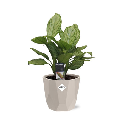 Kamerplant - Aglaonema Christina - Inclusief sierpot - Pot Ø 14cm