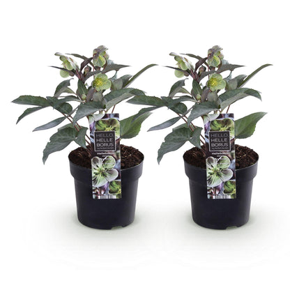 Buitenplant 2x Helleborus sternii 'Silver Dollar' - Groenblijvend Bloeiend - Pot Ø 14cm Hoogte ↕ 35cm