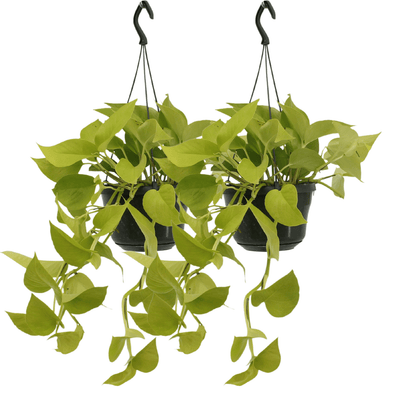Kamerplant 2x Epipremnum Golden Pothos - Hangplant - Pot Ø 15cm Hoogte ↕ 25cm