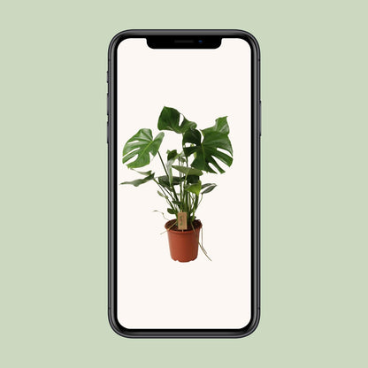 Kamerplant - Monstera Deliciosa - Hoogte ↕ 32-180cm