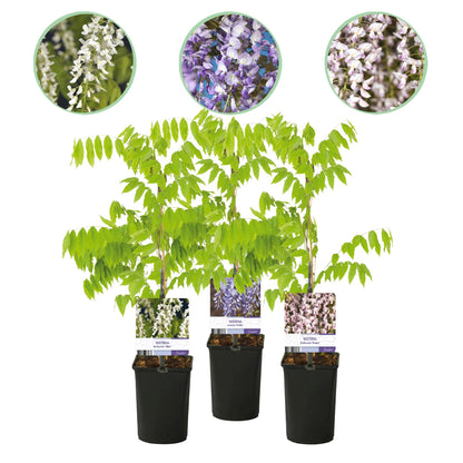 Buitenplant 3x Wisteria floribunda Tricolour - Bloeiend - Pot Ø 11cm Hoogte ↕ 40cm